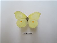 藏品(臺灣鉤粉蝶)的圖片